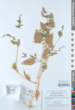 KPABG051836