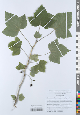 KPABG051582
