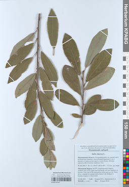 KPABG051597