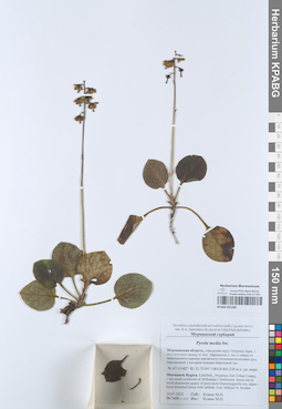 KPABG051599