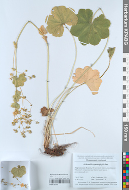 KPABG051632