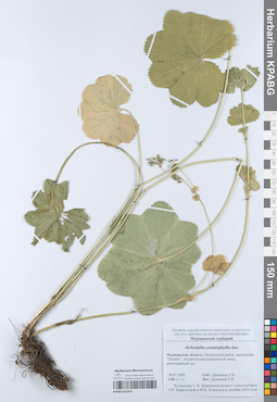 KPABG051640
