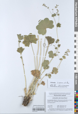 KPABG051645