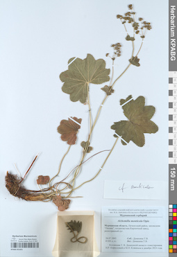KPABG051651