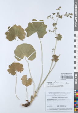 KPABG051652