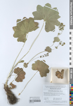 KPABG051654