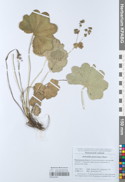 KPABG051655