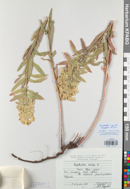 KPABG031175