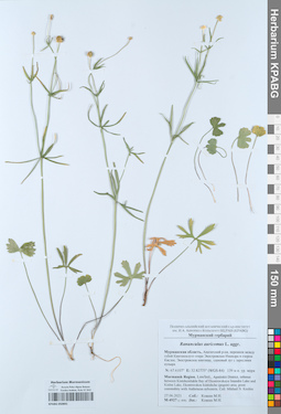 KPABG050891