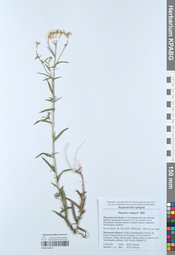 KPABG050907