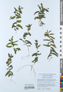 KPABG050911