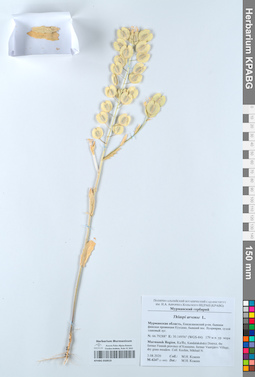 KPABG050919