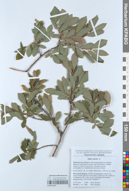 KPABG050925