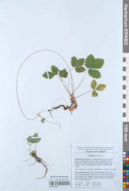 KPABG050926