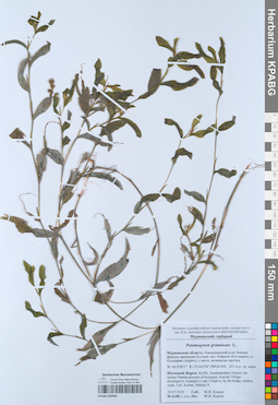 KPABG050949