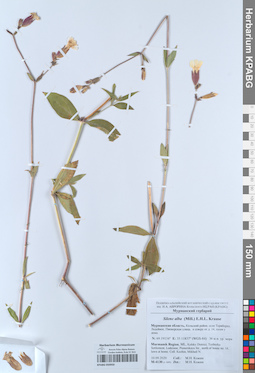 KPABG050950