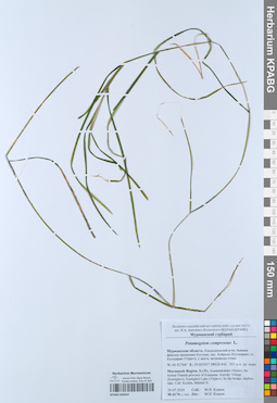 KPABG050954