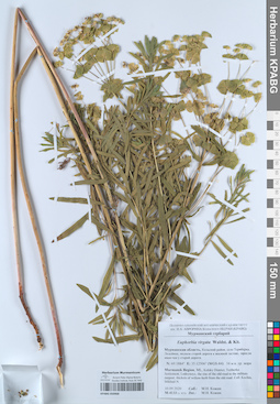 KPABG050968