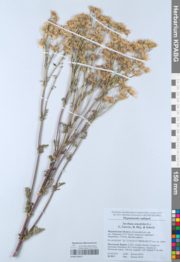 KPABG050971