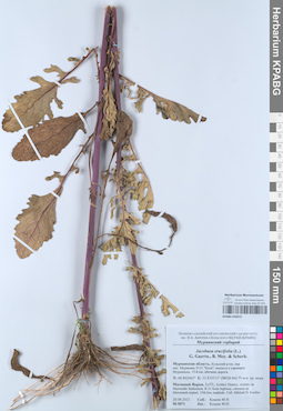 KPABG050972