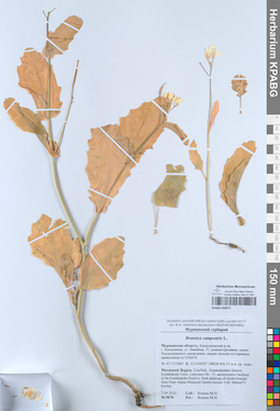 KPABG050977