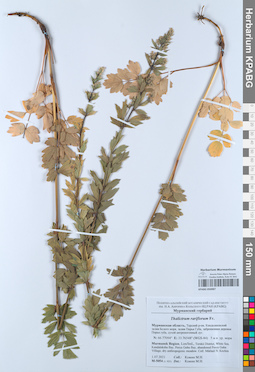 KPABG050987