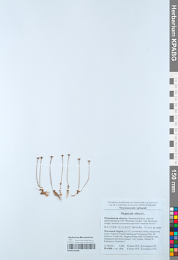 KPABG051040