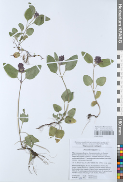 KPABG051044