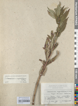 KPABG051507