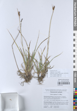 KPABG050242