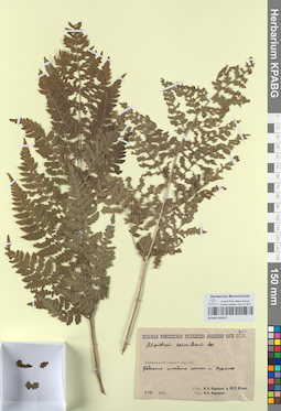 KPABG050327