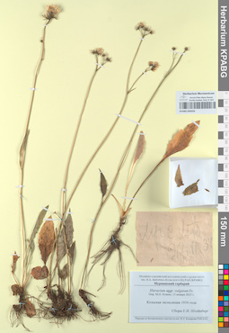 KPABG050333