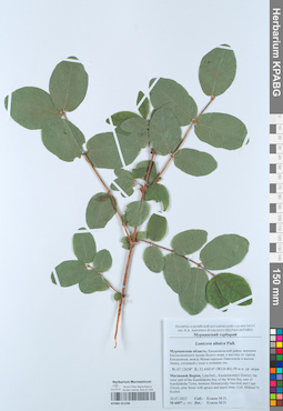 KPABG051296