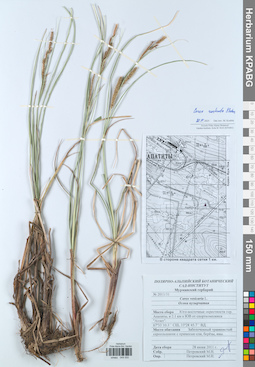 KPABG049550