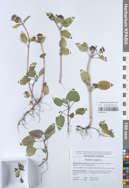 KPABG050177