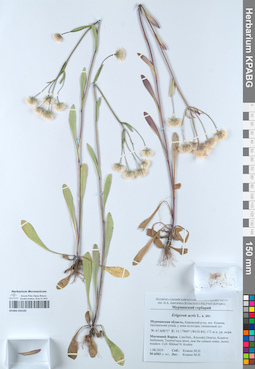 KPABG050182