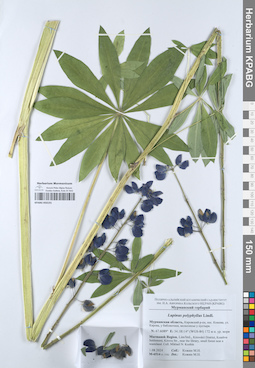 KPABG050191