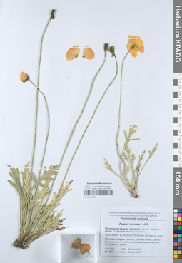KPABG050197