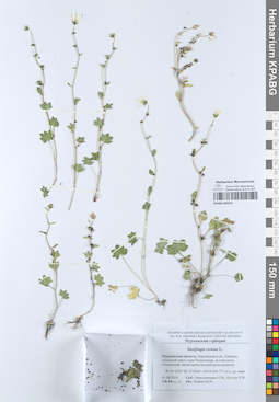KPABG050254