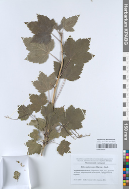 KPABG050260