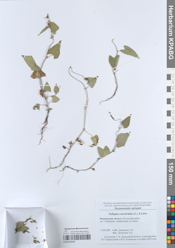 KPABG050263
