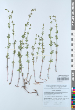KPABG050265