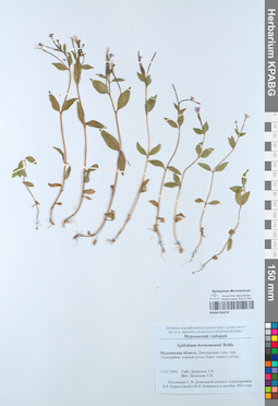 KPABG050270