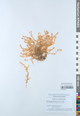 KPABG050271