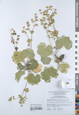 KPABG050274