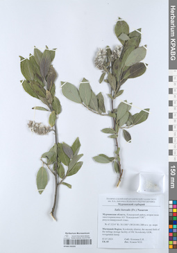 KPABG050282