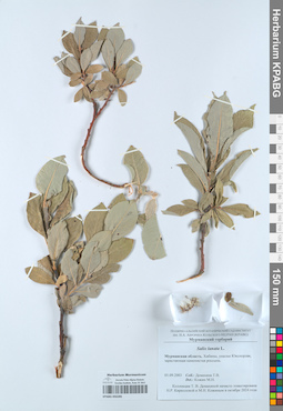 KPABG050285