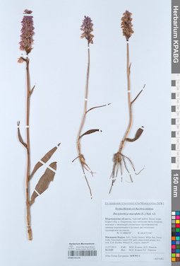 KPABG051156