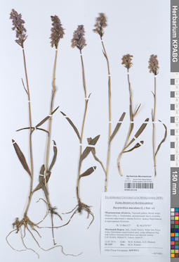 KPABG051158