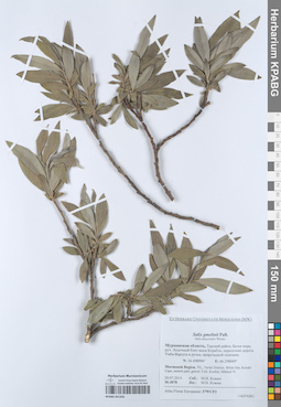 KPABG051203